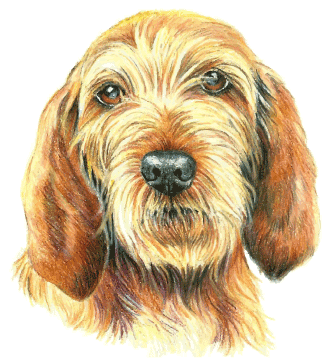 Illustration of Basset Fauve de Bretagne dog.