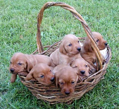 Basket of cute puppies on grass.