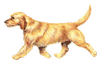 Illustration of Basset Fauve de Bretagne dog.