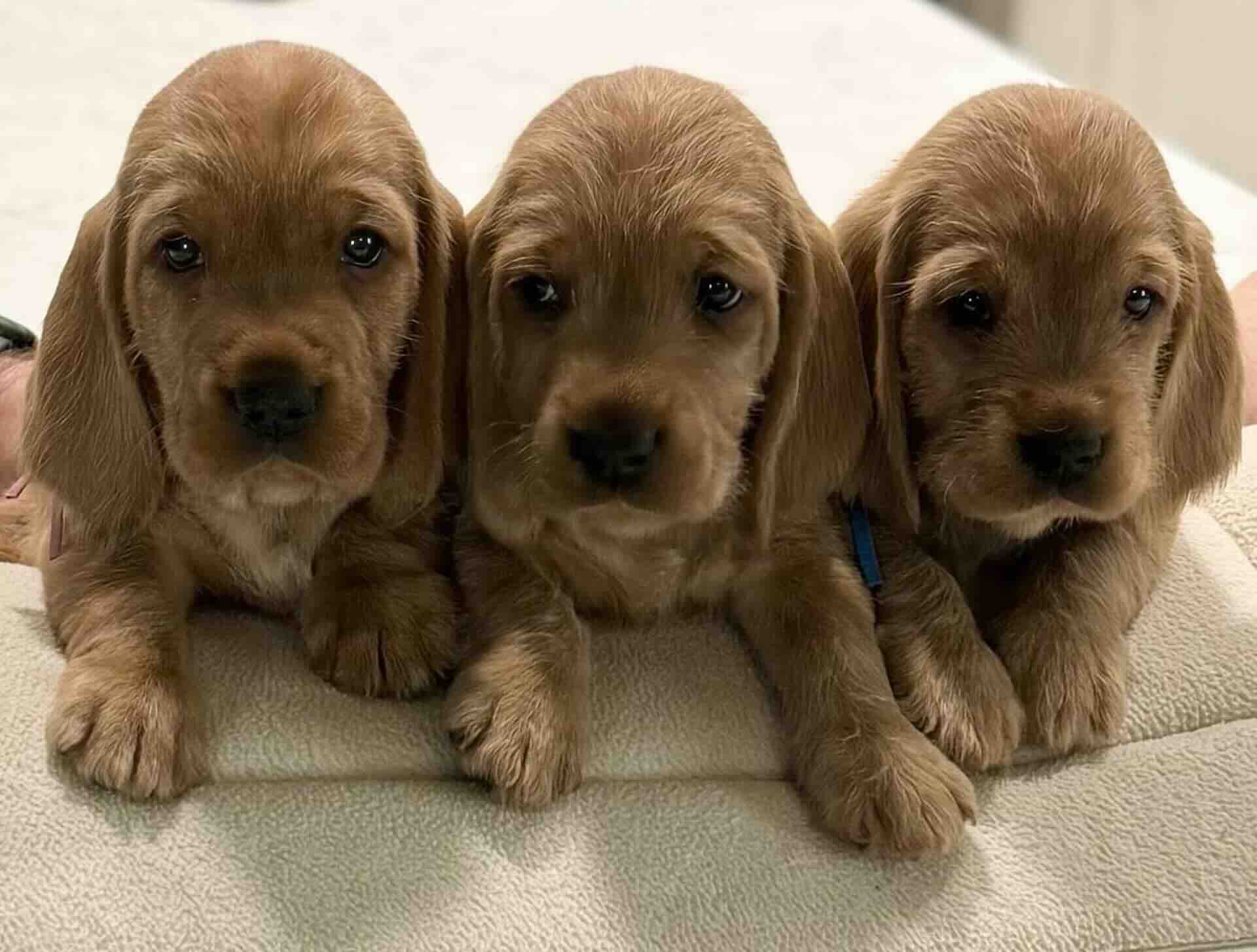 Three adorable brown puppies lying together