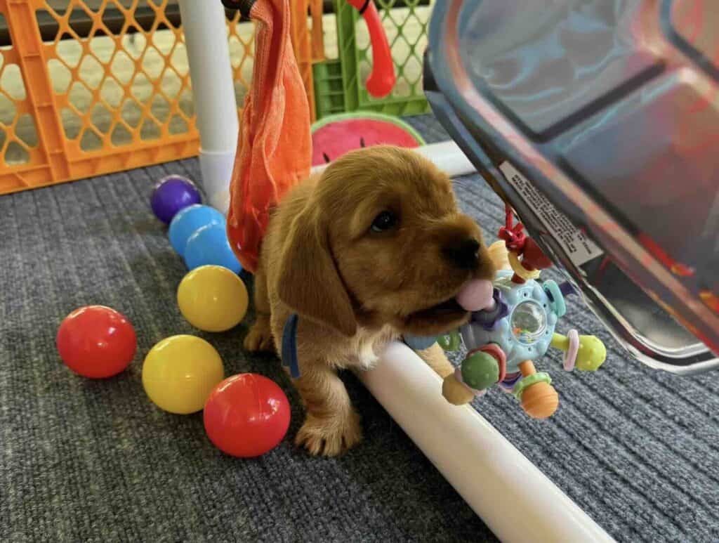 Puppy playing with colorful balls and toy spinner.