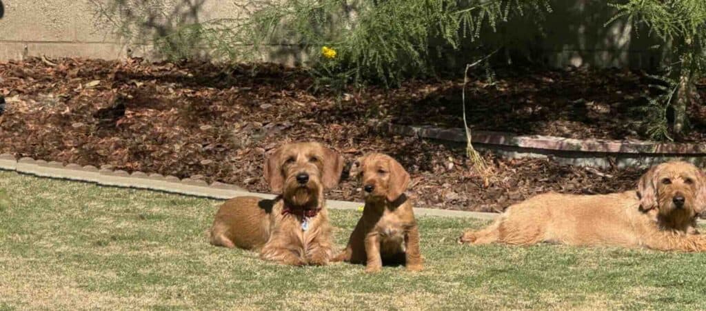 Four brown dogs relaxing on grass.