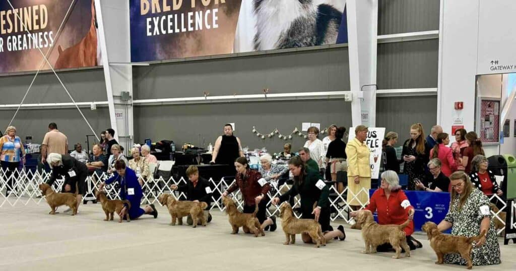 Dog show participants display dogs for judging.