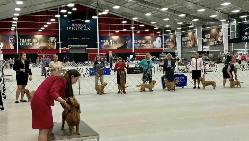 Dog show handlers and dogs in competition ring.