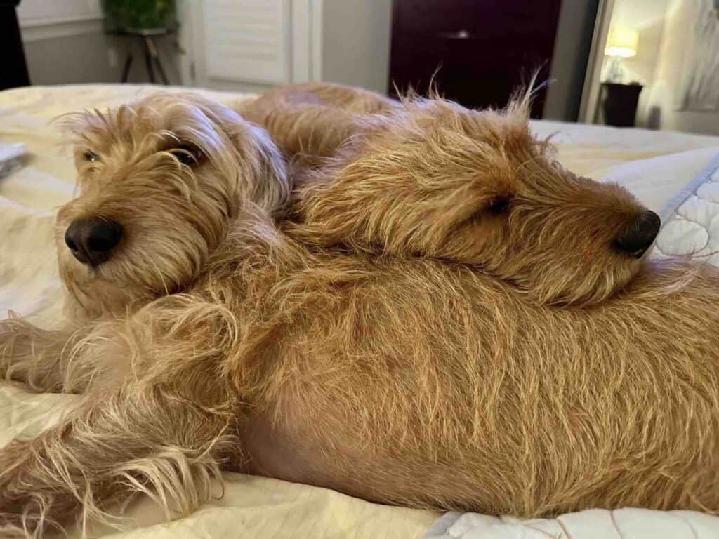 Two brown dogs resting together on a bed.