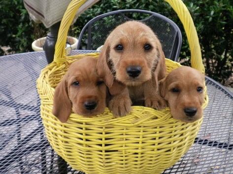 Three puppies in a yellow basket on a table.