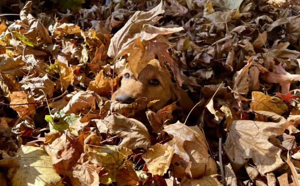 Dog peeking through pile of autumn leaves.