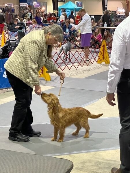 Best of Breed competition-Raleigh, NC - 2022