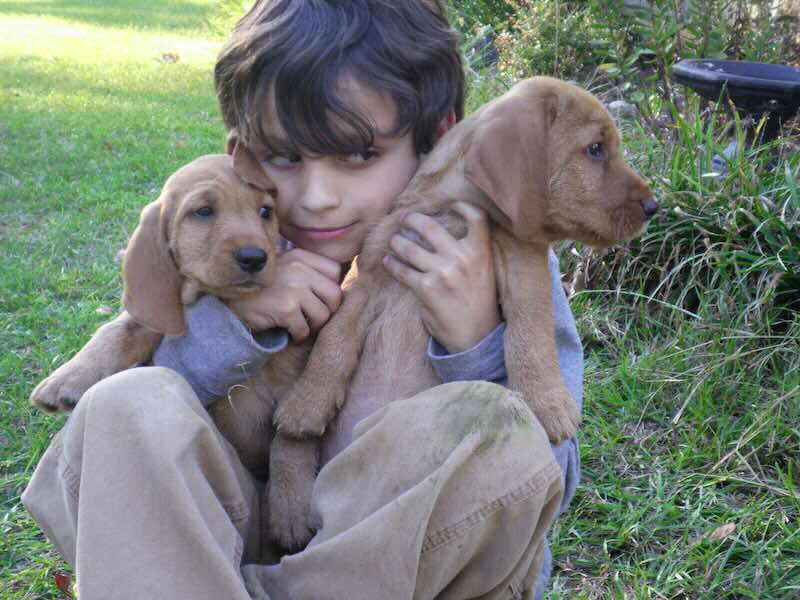 A boy holding two Fauve puppies near his head.