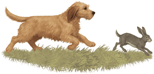 Dog chasing rabbit across grassy field